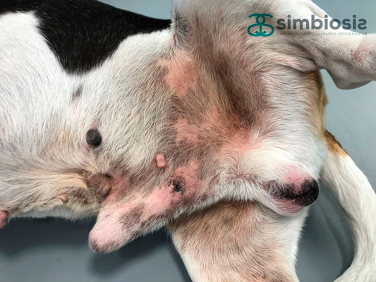 dermatitis atópica de origen alérgico perro