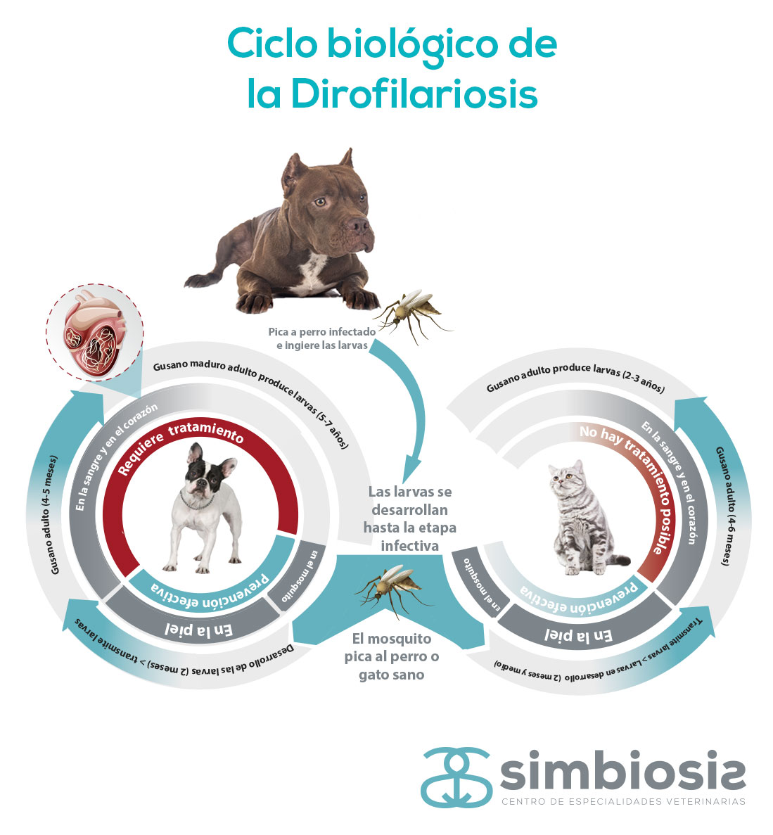 ciclo biológico filaria