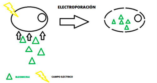 electroporación en electroquimioterapia oncología simbiosis veterinaria