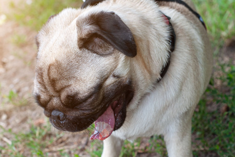 lesiones en perros por contacto oruga procesionaria