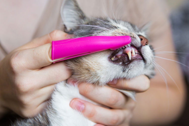 limpieza bucodental gatos