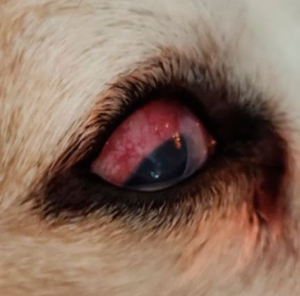 daños oculares en glaucoma perro