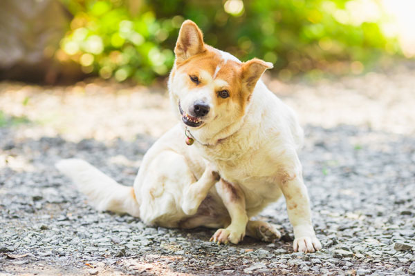 picores alergia perro