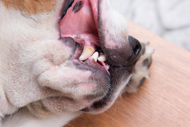 síntomas enfermedad bucodental perros y gatos