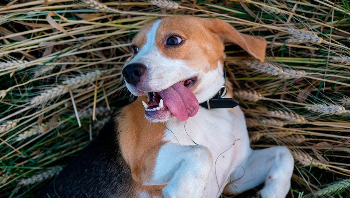 Peligro de espigas en perros, síntomas consecuencias tratamiento